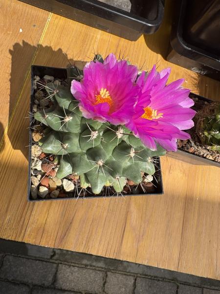 Thelocactus rinconensis ssp hintonii